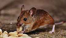 24 Hour & Emergency Exterminators in East Wallingford, VT